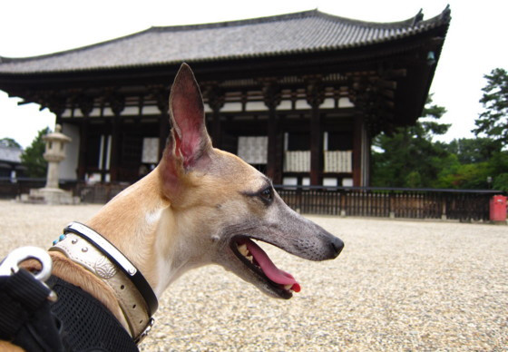 f:id:joju8:20100702125953j:image f:id:joju8:20100702125953j:image