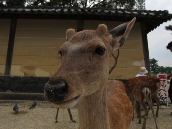 f:id:joju8:20100702145032j:image:w500 f:id:joju8:20100702145032j:image:w500