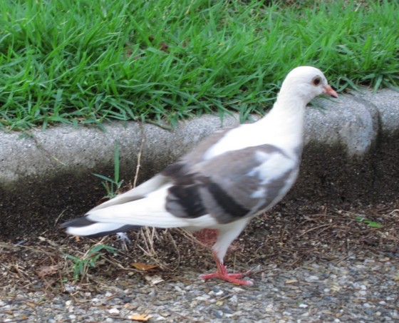 f:id:joju8:20100712173358j:image:w300 f:id:joju8:20100712173358j:image:w300