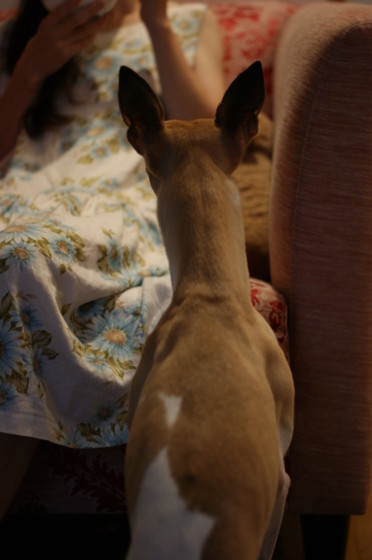 f:id:joju8:20100714173209j:image