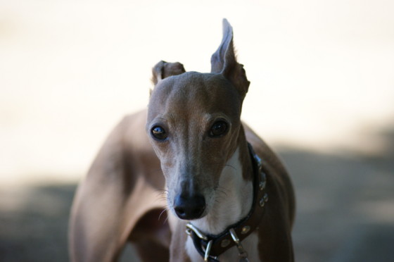 f:id:joju8:20100717094834j:image f:id:joju8:20100717094834j:image