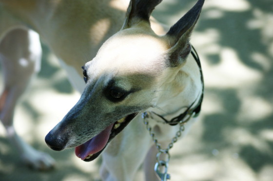 f:id:joju8:20100717100007j:image f:id:joju8:20100717100007j:image