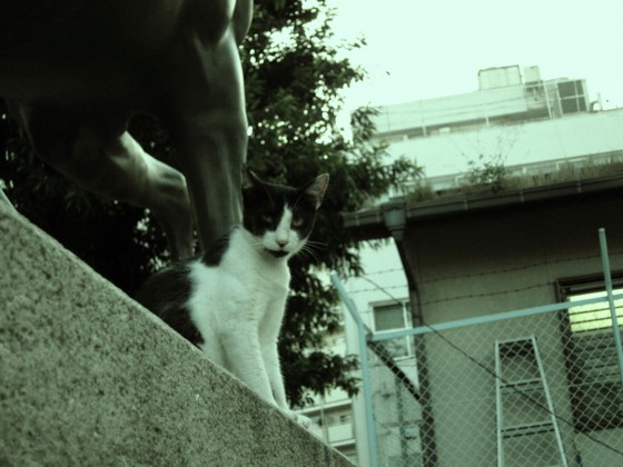 f:id:joju8:20100717182959j:image:w400 f:id:joju8:20100717182959j:image:w400