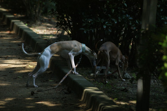 f:id:joju8:20100723092605j:image:w500 f:id:joju8:20100723092605j:image:w500