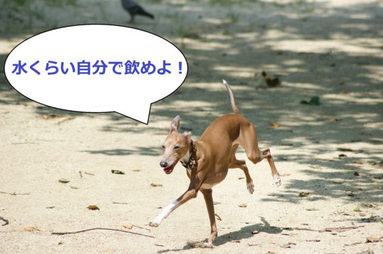 f:id:joju8:20100724163548j:image:w400 f:id:joju8:20100724163548j:image:w400