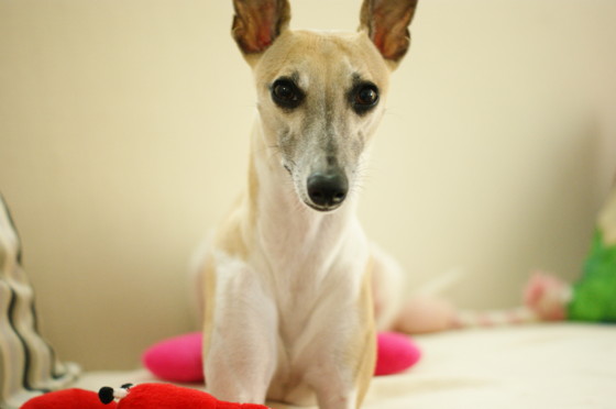 f:id:joju8:20100728144545j:image