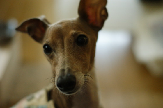 f:id:joju8:20100728153320j:image:w500