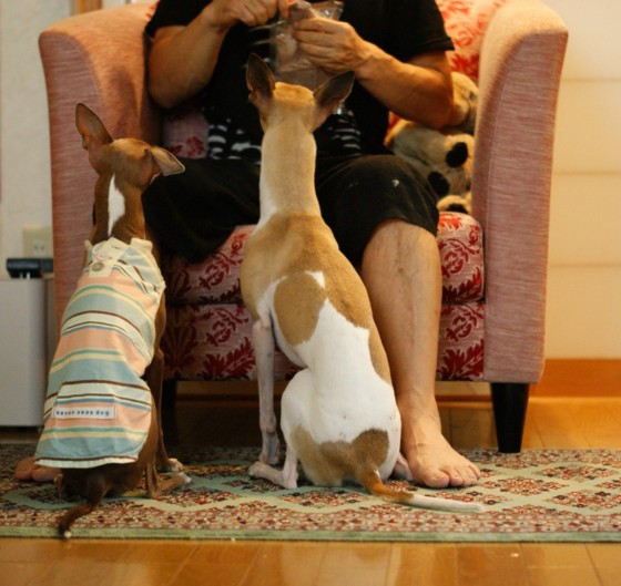 f:id:joju8:20100728153753j:image:w350