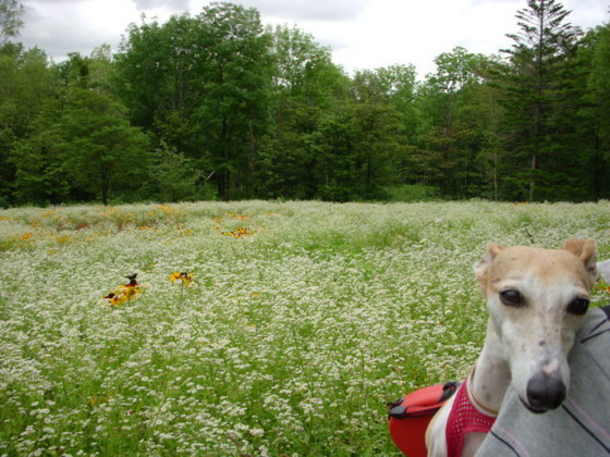 f:id:joju8:20100729154527j:image