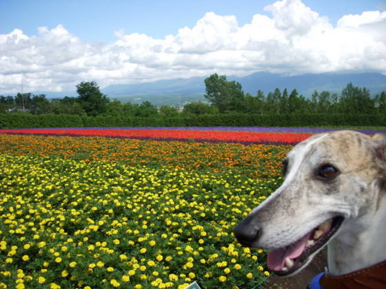 f:id:joju8:20100729154528j:image