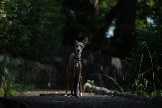 f:id:joju8:20100820092338j:image