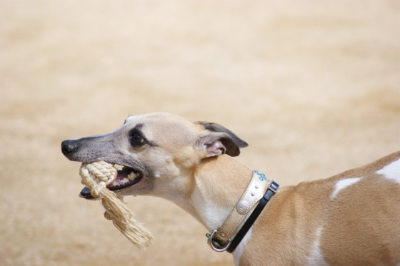 f:id:joju8:20100820093940j:image:w400