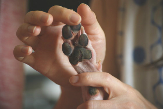 f:id:joju8:20100820100653j:image:w400