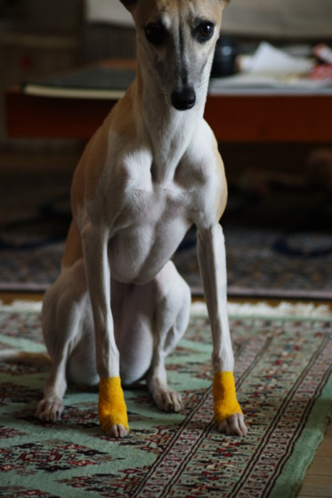 f:id:joju8:20100820102437j:image