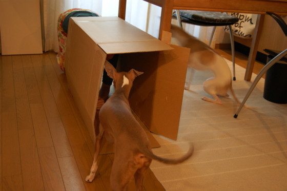 f:id:joju8:20100901165038j:image:w500