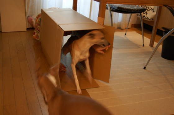 f:id:joju8:20100901165045j:image:w500