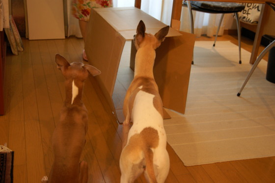 f:id:joju8:20100901165200j:image:w500