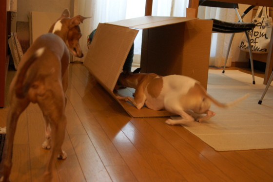 f:id:joju8:20100901165225j:image:w500