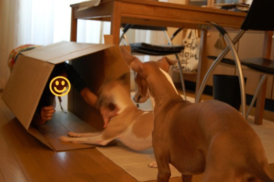 f:id:joju8:20100902150440j:image:w400