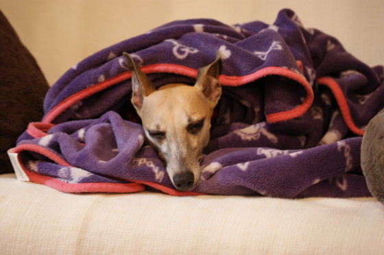 f:id:joju8:20110121215751j:image