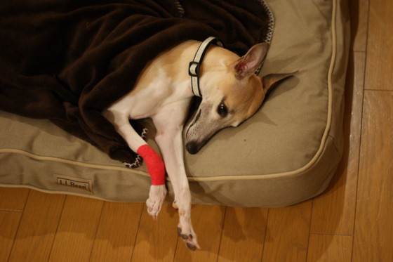 f:id:joju8:20110317211028j:image:w500 f:id:joju8:20110317211028j:image:w500