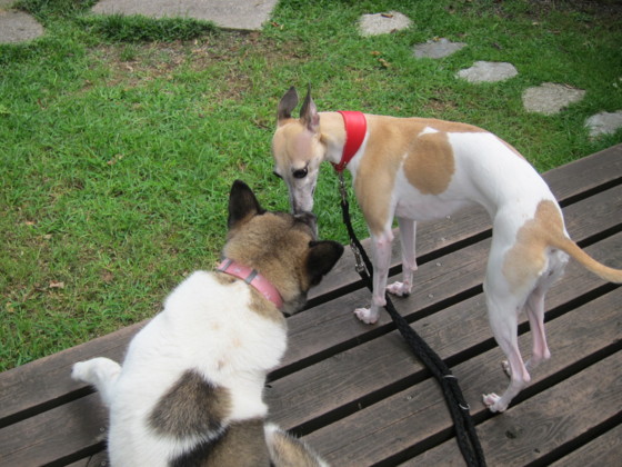 f:id:joju8:20110801141026j:image:w400