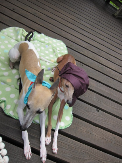 f:id:joju8:20110801141733j:image:w300