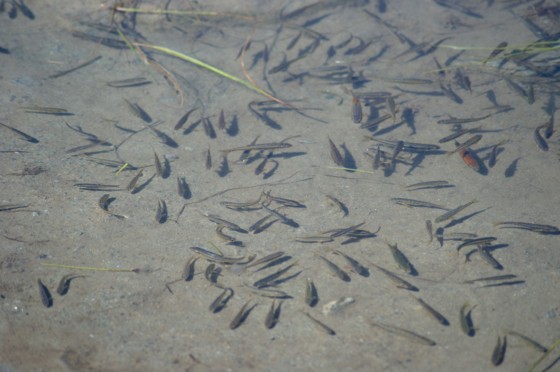 f:id:joju8:20110811182608j:image:w400 f:id:joju8:20110811182608j:image:w400