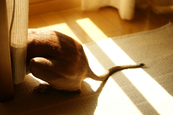 f:id:joju8:20110908094721j:image:w500