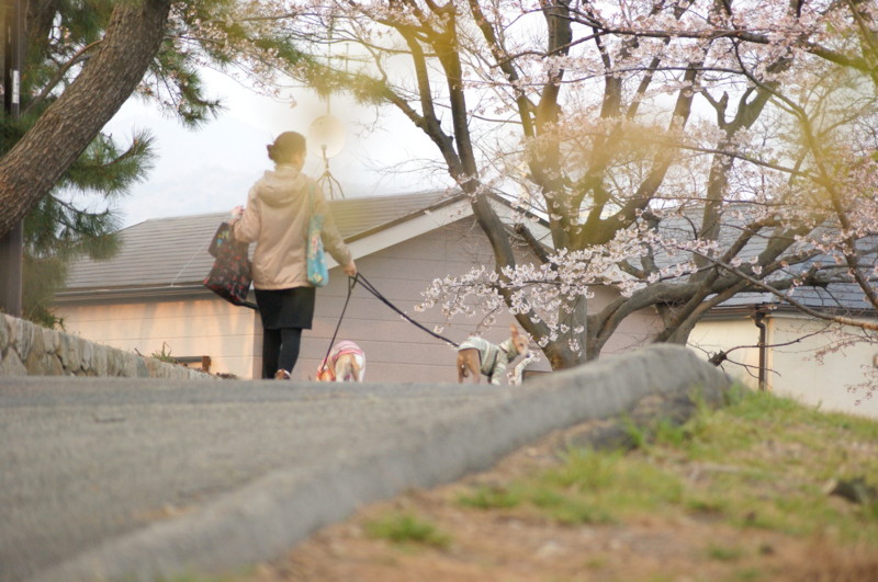 f:id:joju8:20120405170815j:image:w500