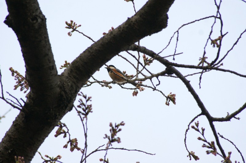 f:id:joju8:20120405171852j:image:w400