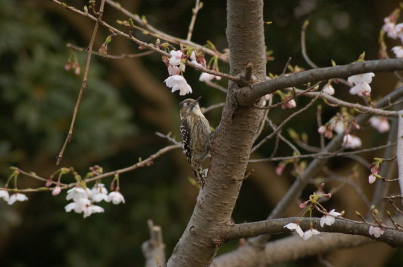 f:id:joju8:20120405171936j:image:w400