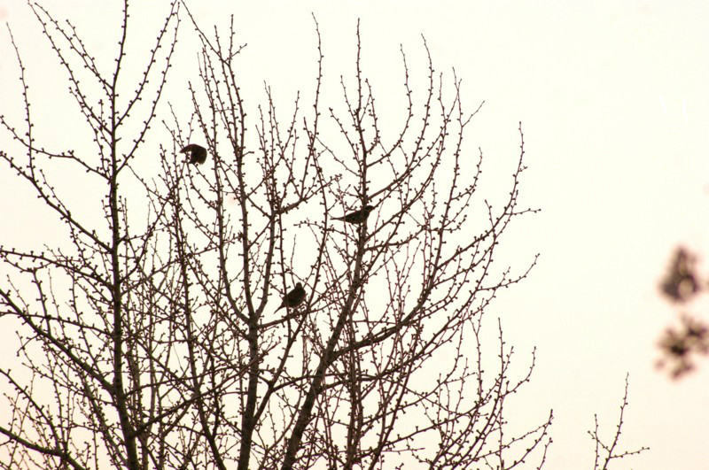 f:id:joju8:20120406155915j:image:w500