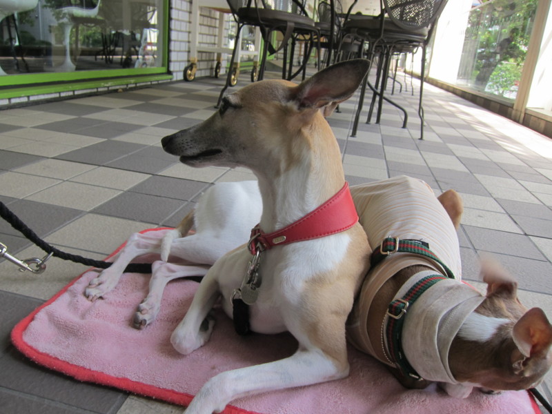 f:id:joju8:20120517142940j:image:w500 f:id:joju8:20120517142940j:image:w500