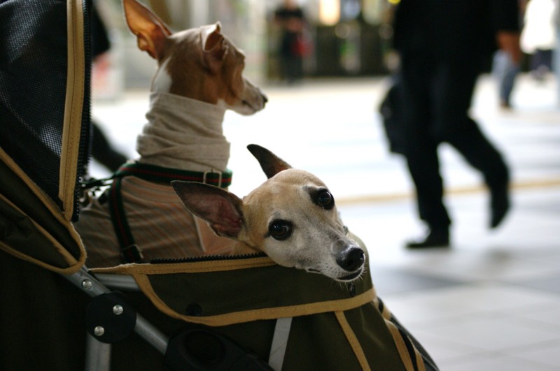 f:id:joju8:20120517150758j:image:w500 f:id:joju8:20120517150758j:image:w500