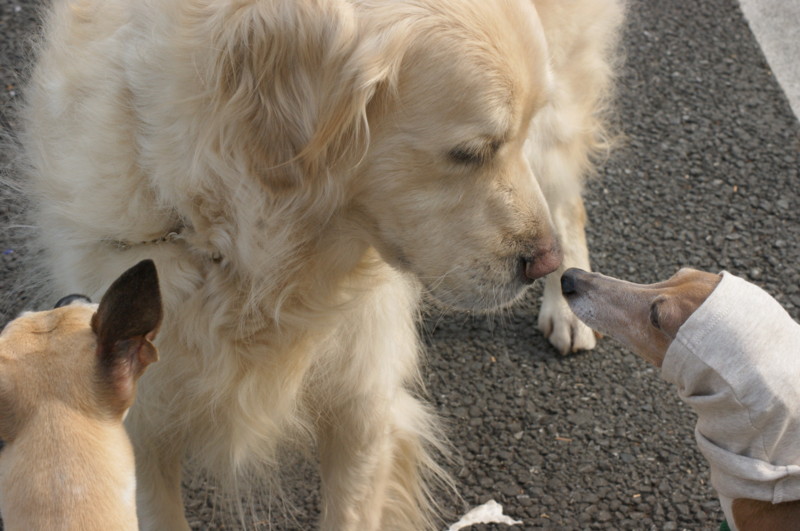 f:id:joju8:20120517154448j:image:w400 f:id:joju8:20120517154448j:image:w400