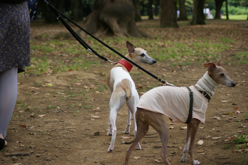 f:id:joju8:20120517155017j:image:w500 f:id:joju8:20120517155017j:image:w500