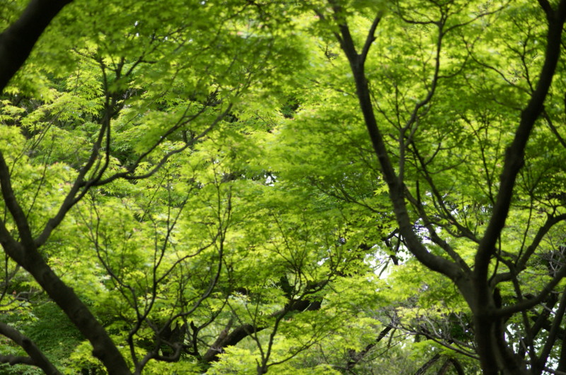 f:id:joju8:20120517160347j:image:w500 f:id:joju8:20120517160347j:image:w500