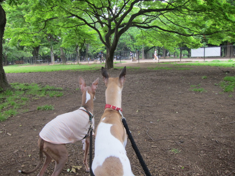 f:id:joju8:20120517160825j:image:w500 f:id:joju8:20120517160825j:image:w500