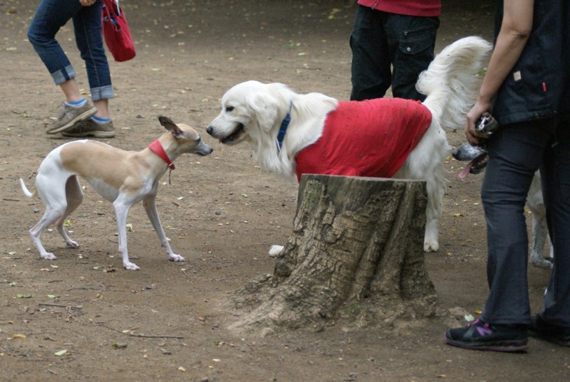 f:id:joju8:20120517162259j:image:w500 f:id:joju8:20120517162259j:image:w500