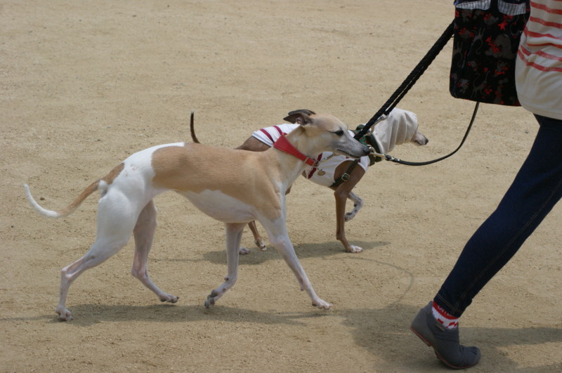 f:id:joju8:20120526123313j:image:w500