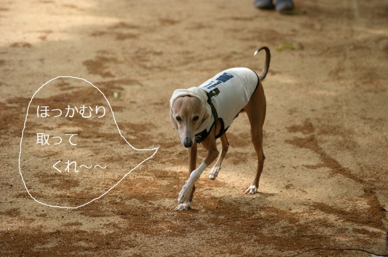 f:id:joju8:20120607112949j:image:w400 f:id:joju8:20120607112949j:image:w400