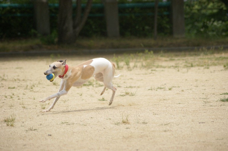 f:id:joju8:20120607113914j:image:w400 f:id:joju8:20120607113914j:image:w400