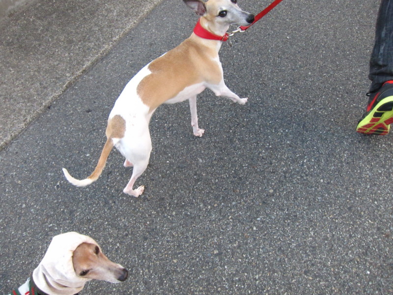 f:id:joju8:20120607173226j:image:w400 f:id:joju8:20120607173226j:image:w400