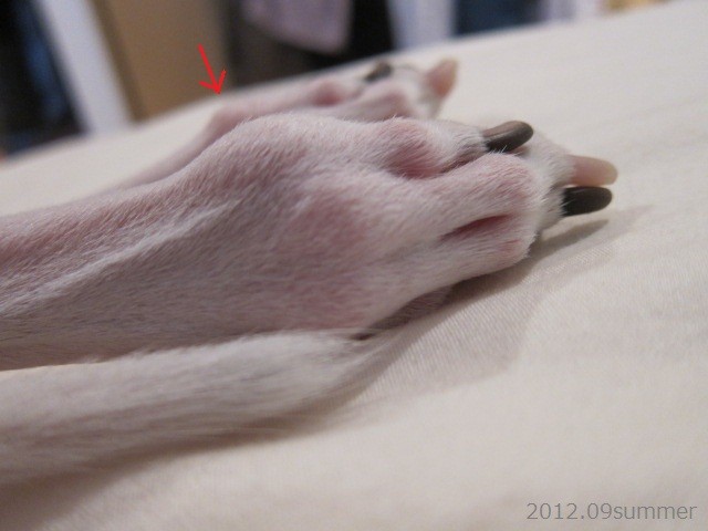 f:id:joju8:20120905143342j:plain:w250