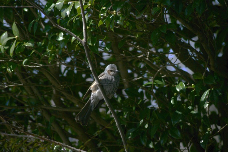 f:id:joju8:20130306104039j:plain:w500 f:id:joju8:20130306104039j:plain:w500