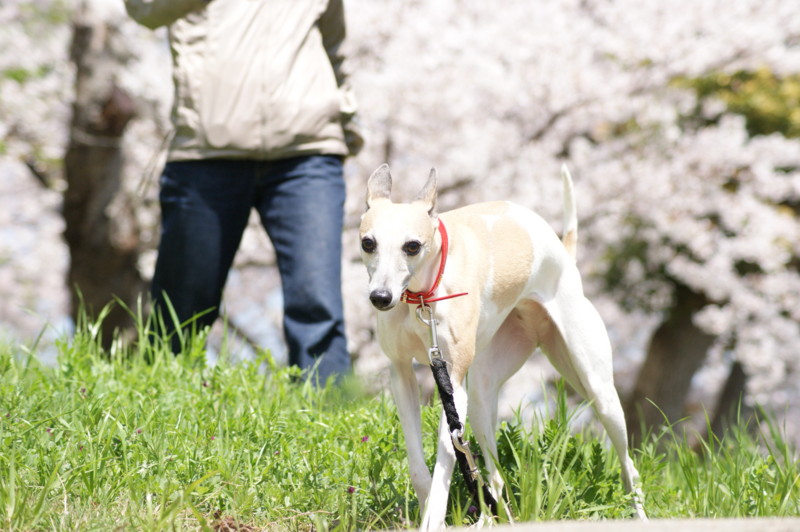 f:id:joju8:20130404115212j:plain:w480 f:id:joju8:20130404115212j:plain:w480