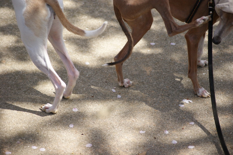 f:id:joju8:20130404123536j:plain:w500 f:id:joju8:20130404123536j:plain:w500