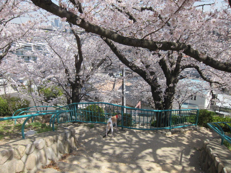 f:id:joju8:20130404123827j:plain:w500 f:id:joju8:20130404123827j:plain:w500