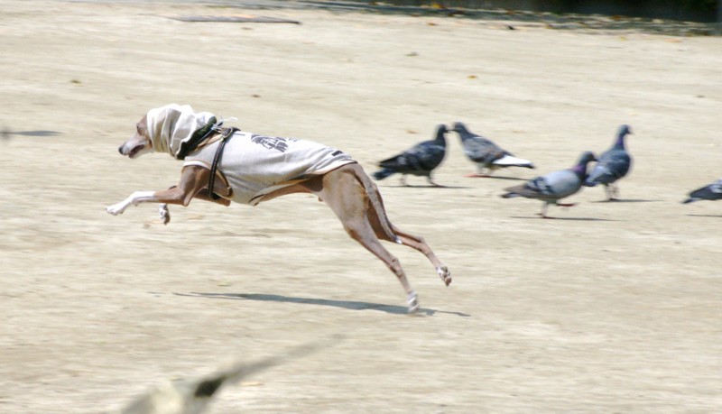 f:id:joju8:20130501102341j:plain:w500